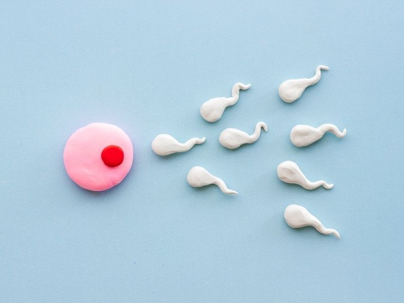 Reposição hormonal masculina e fertilidade: qual é a relação?